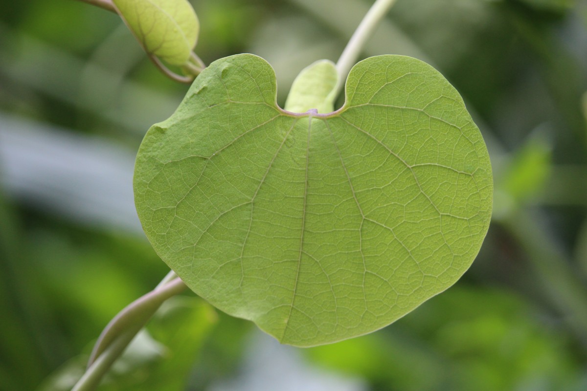 Aristolochia ringens Vahl